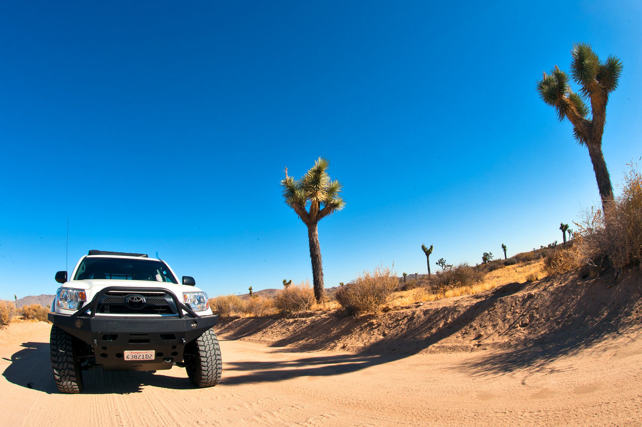 TRUCKandTree.jpg