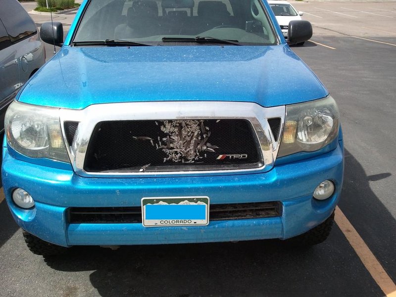 truckbird1.jpg