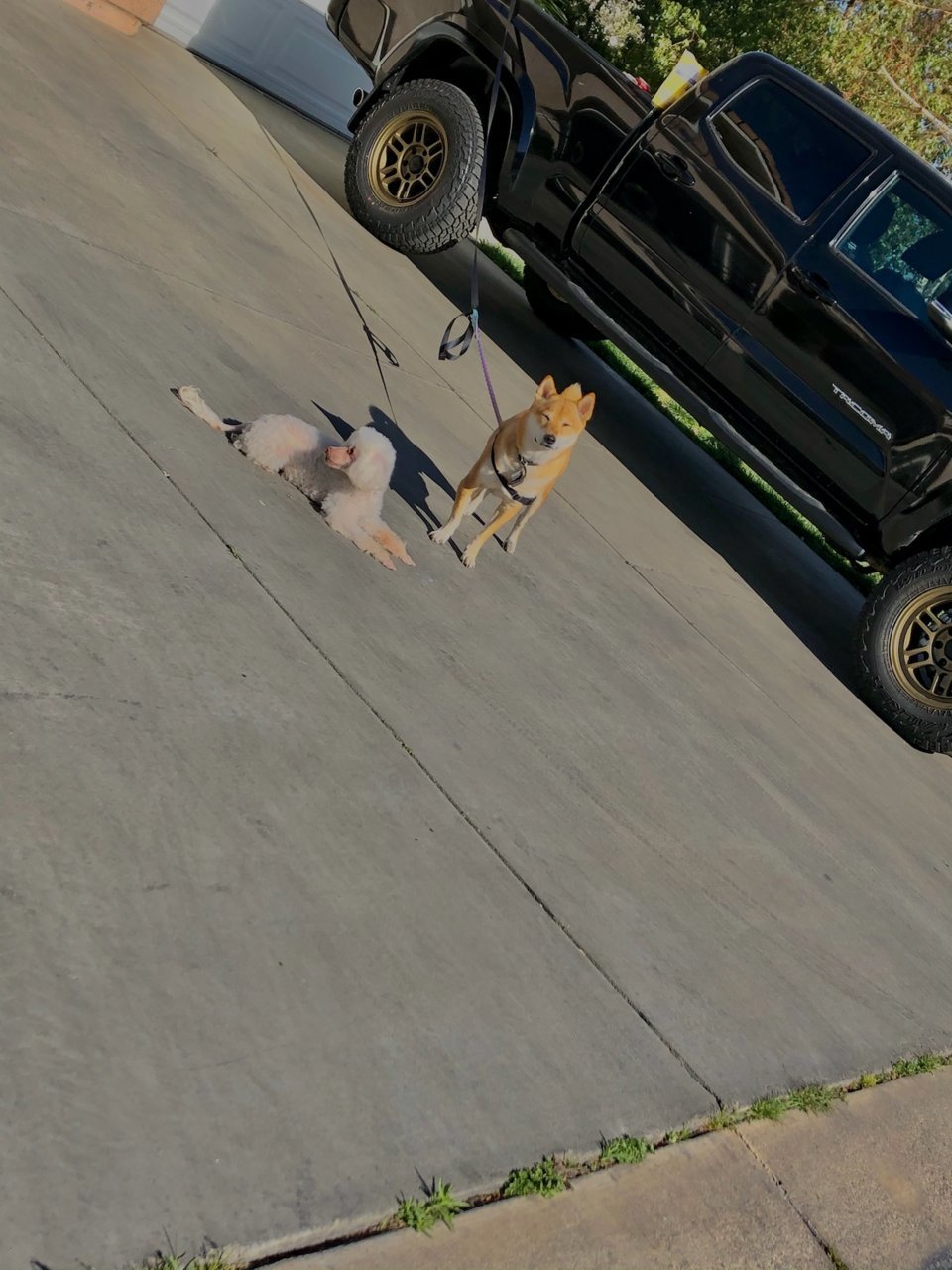 truckdog.jpg