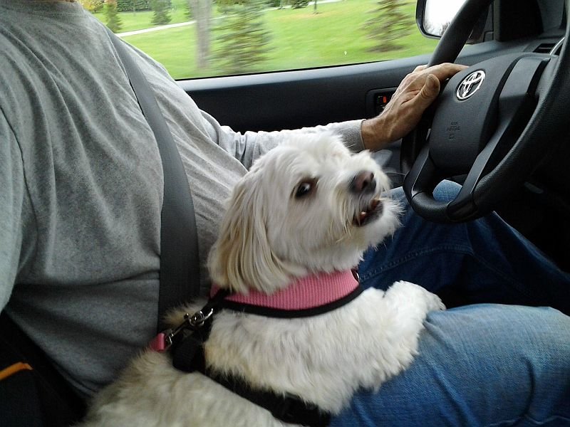 truckdog_2b91f70f54c64324dad3ffbe63ddc9a58bd4c86a.jpg