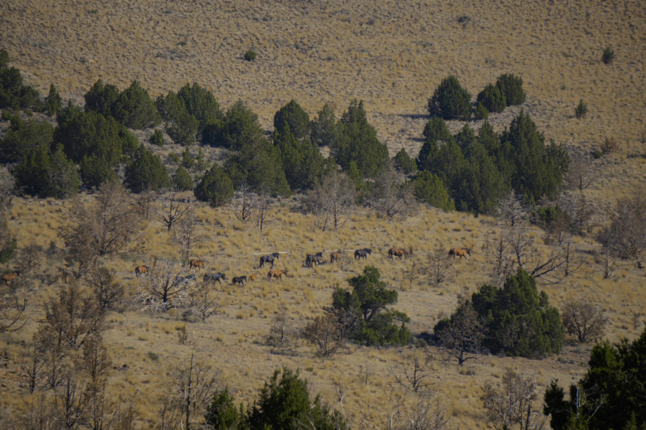 Truckee-BRD_09.21-64.jpg