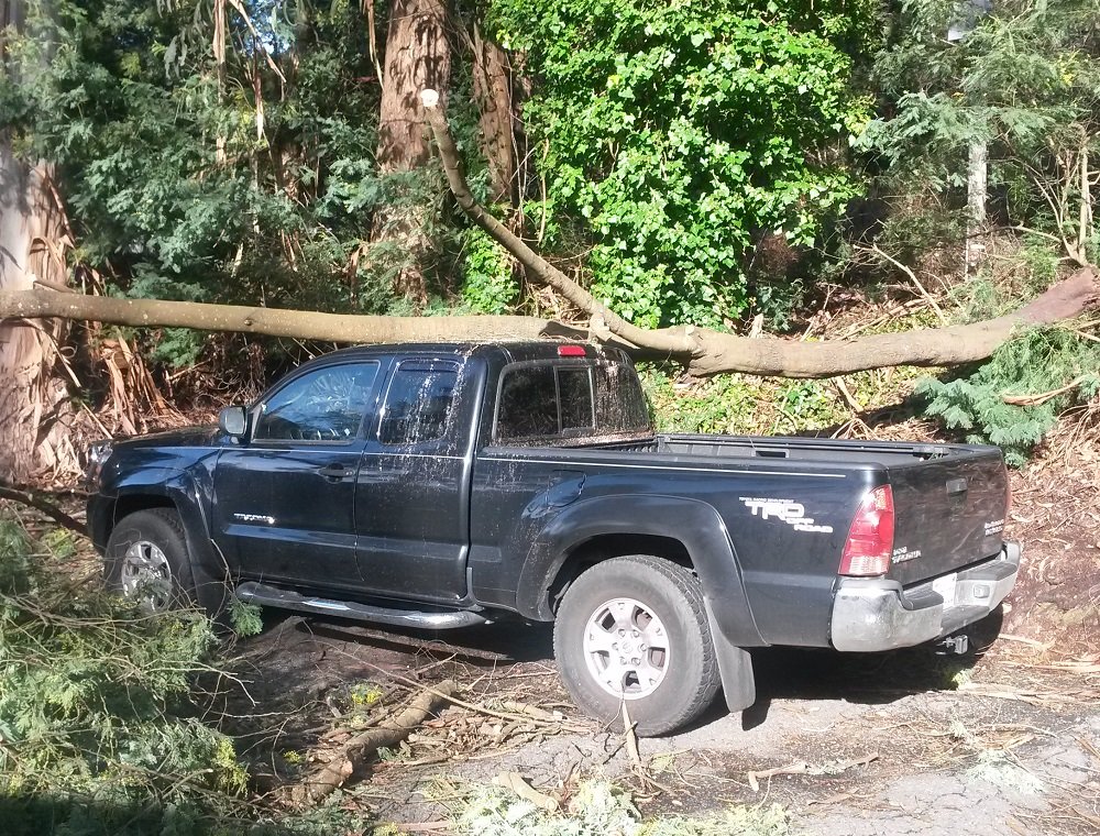 trucktree.jpg