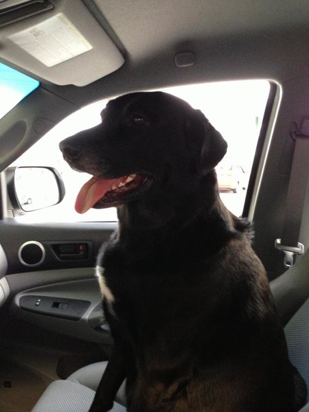 Tucker in Truck 2.jpg