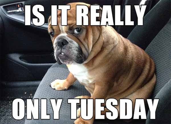 tuesday-dog-meme.jpg