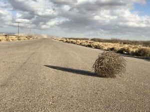 tumbleweed.jpg