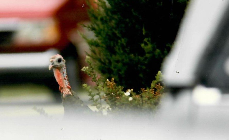 turkey.jpg