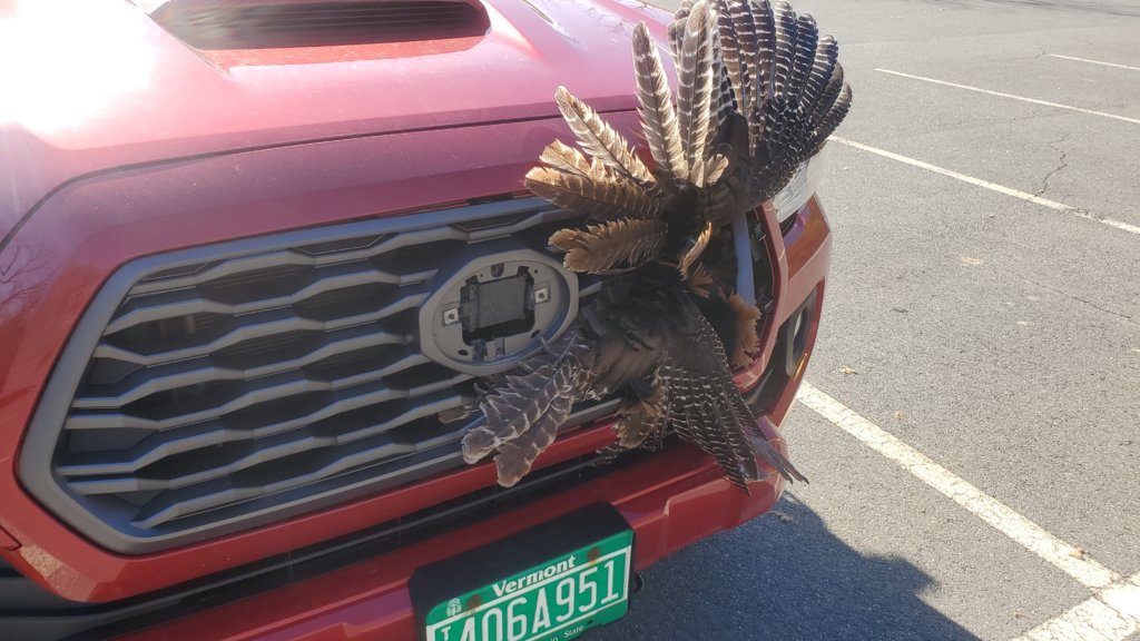 turkey.jpg
