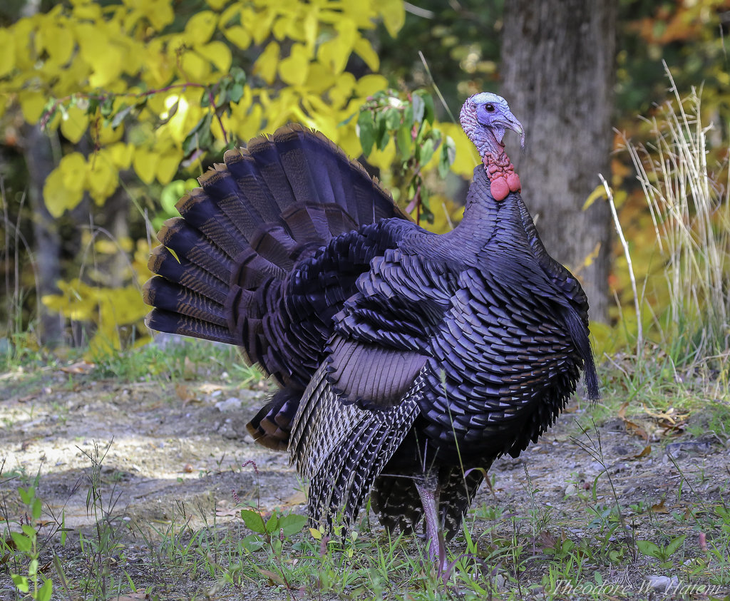 Turkey Time.jpg