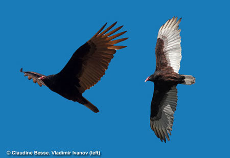 turkey-vulture-450.jpg