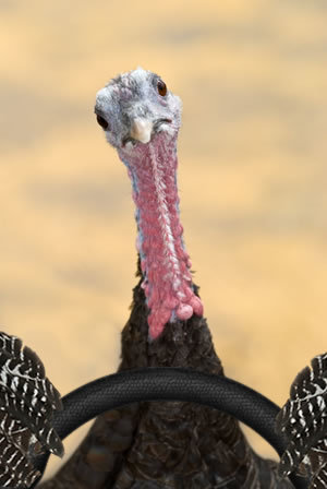 turkey_driving.jpg