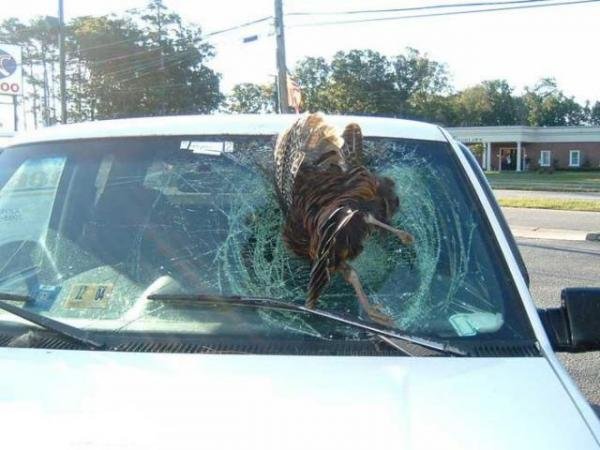 Turkey_Through_Car-vi.jpg