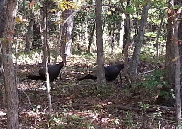 Turkeys.jpg