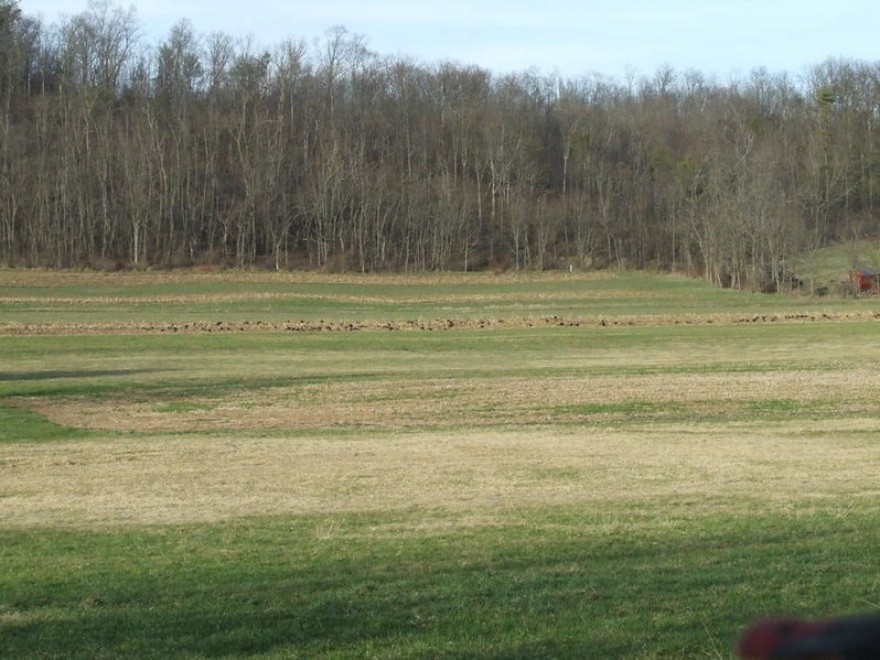 turkeys.jpg