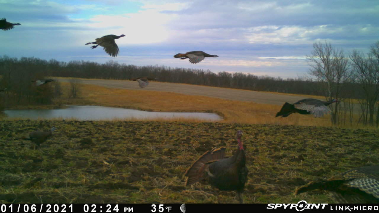Turkeys.jpg