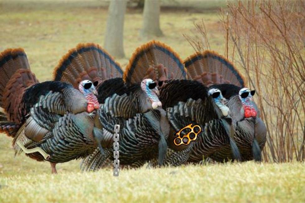 Turkeys.jpg