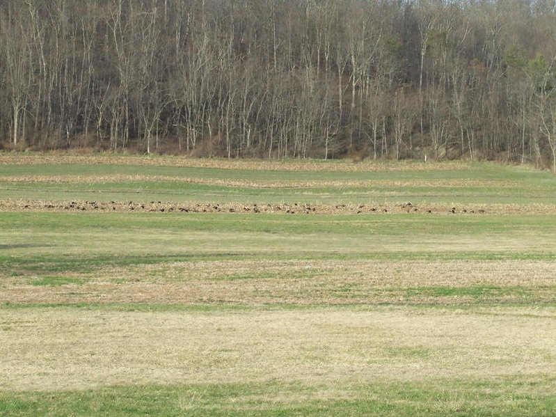 turkeys2.jpg