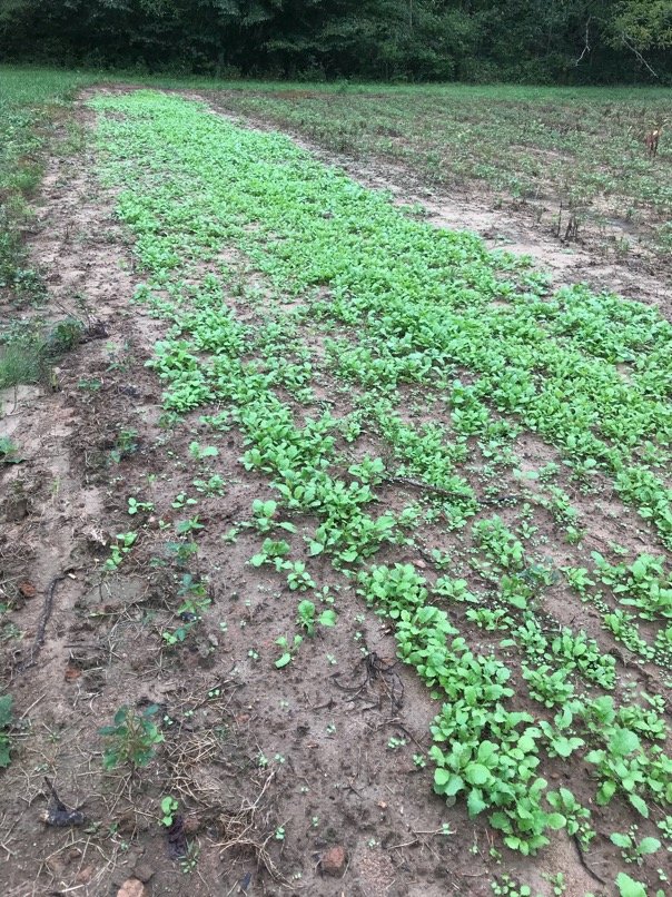 Turnips.jpg