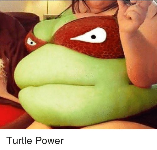 turtle-power-3547804.jpg