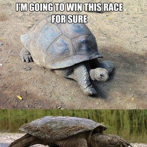 turtle-race_fb_2317497.jpg