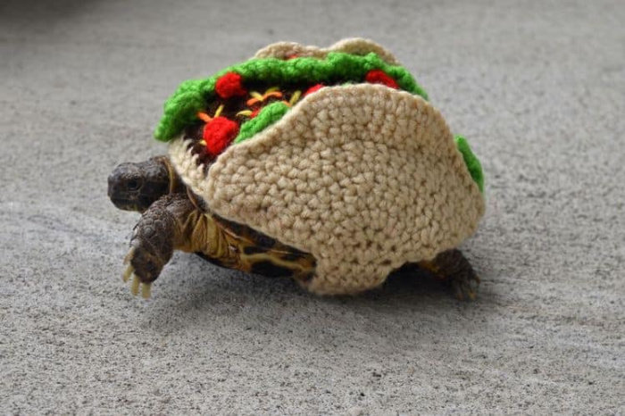 turtle-wearing-crochet-2-.jpg