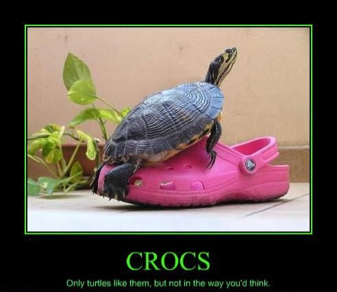 turtles-crocs-dont-mix.jpg