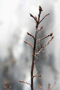twig.jpg