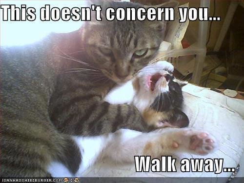 Two-cats-fighting.jpg