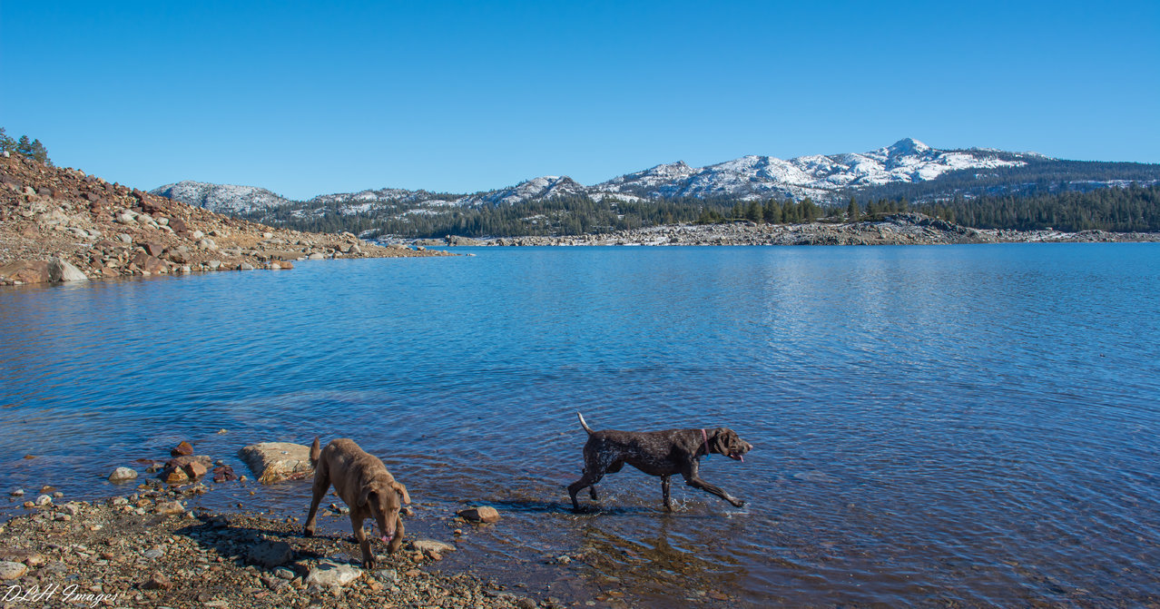 two dogs-0064.jpg