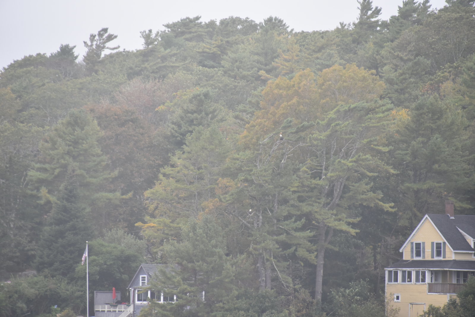 Two Eagles in Tree from Seanook.jpg