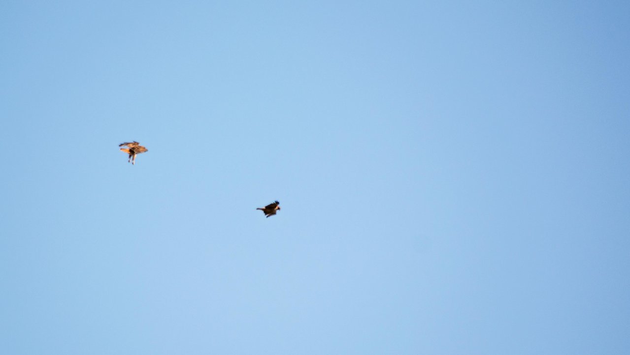 two hawks (1 of 1).jpg