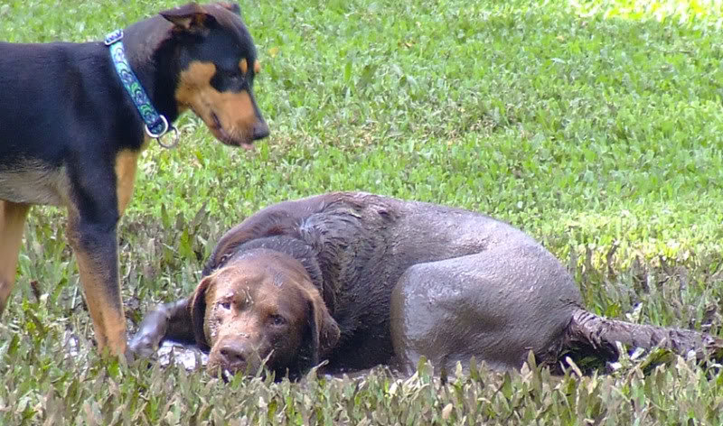 twodumbdogs_4ef43e0e1d07f25f61205fef8f8cdd32c4bf767c.jpg