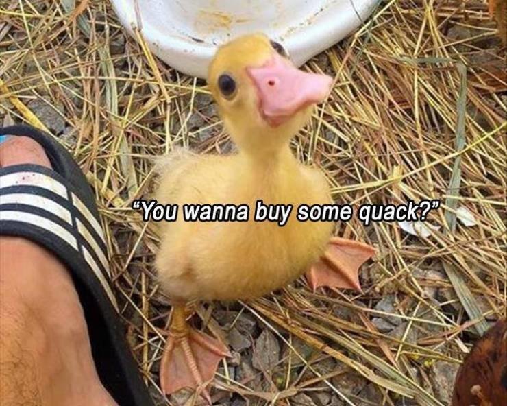 uCQ5QbS.jpg