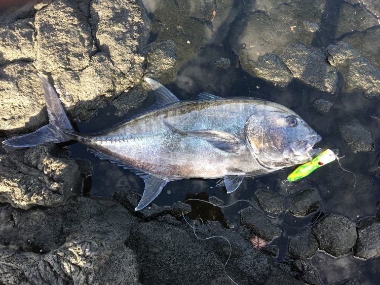 Ulua-03-sm.jpg