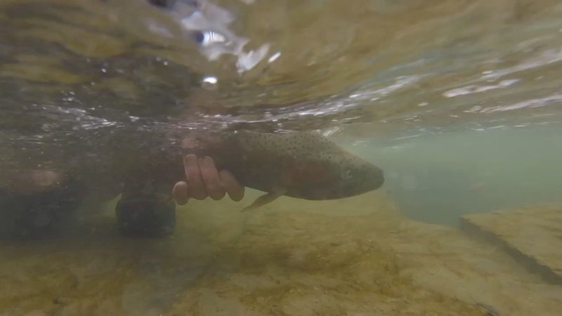 Underwater1.jpg