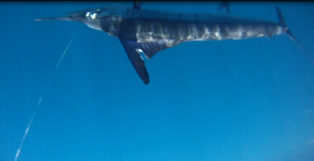 underwatermarlin2_d2cc71f0e29d1f58f7f33a878ec6d696b387df5f.jpg