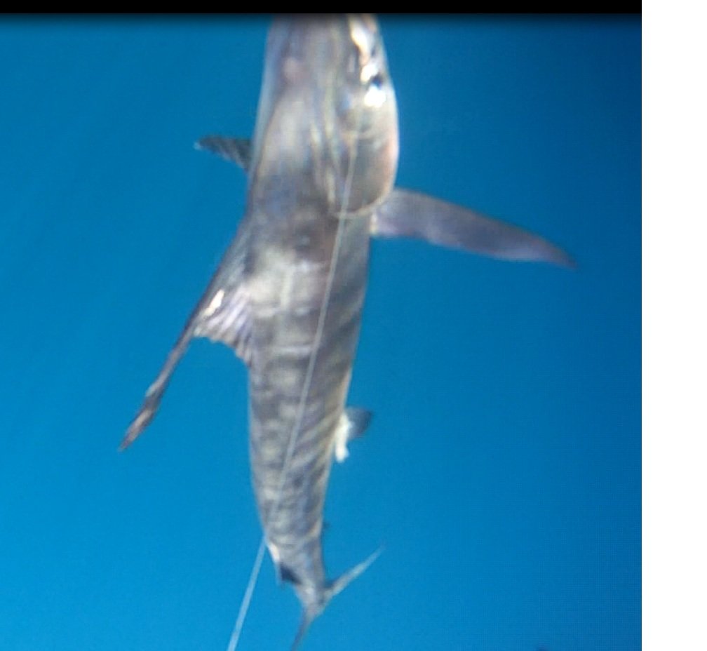 underwatermarlin3_1d5dab4a46915a2cd65816bc761942063b3dc394.jpg