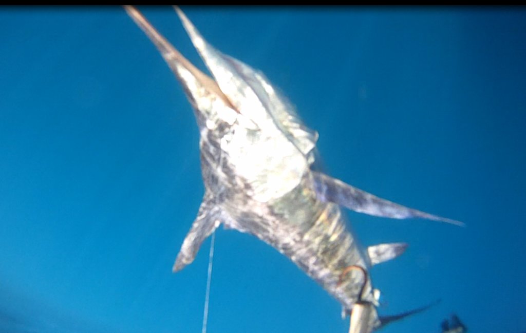 underwatermarlin4_f97a7062e3a1711f1d1338d86adf798786249100.jpg