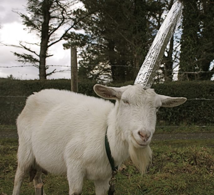 Unicorn Goat.jpg
