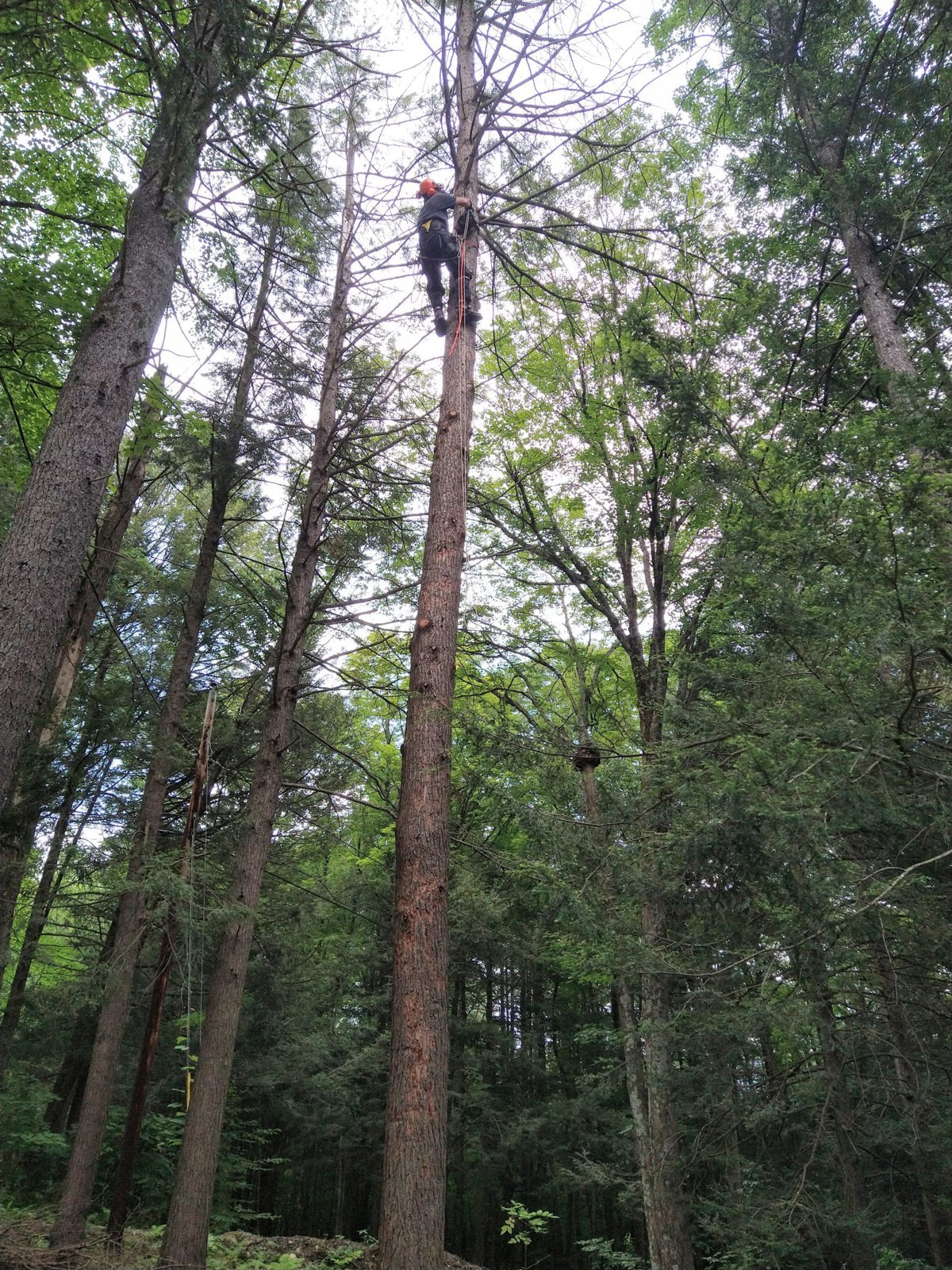 up a hemlock.jpg