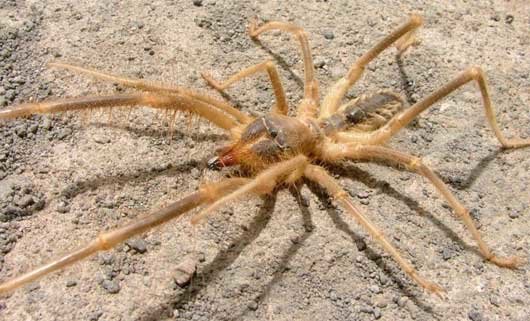 up-close-camel-spider.jpg