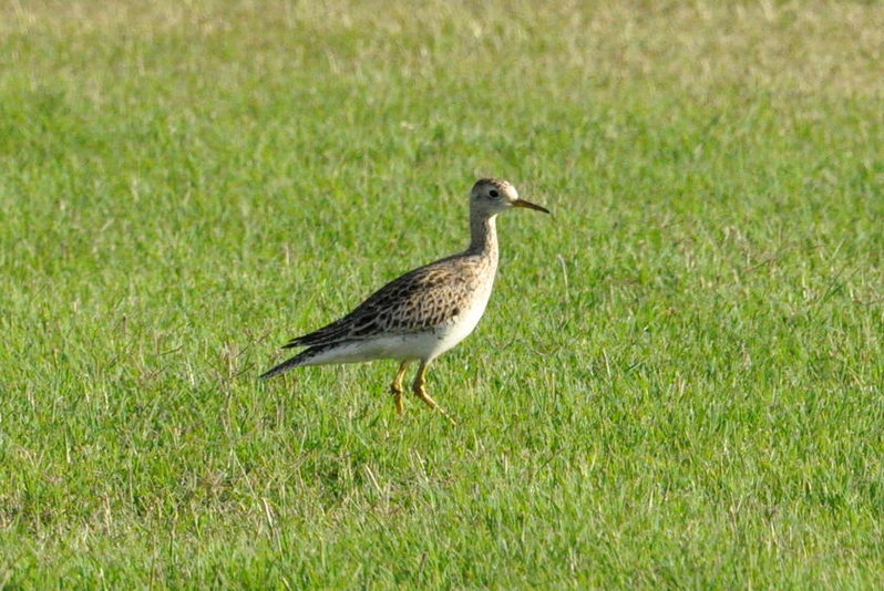 Upland Sandpiper.jpg