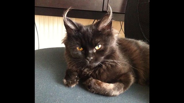 upload_2017-5-19_0-8-19.jpg