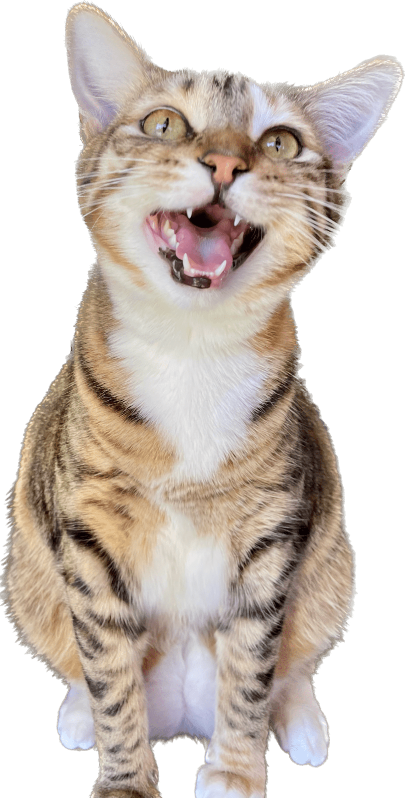 upload_2023-10-18_13-2-19.png