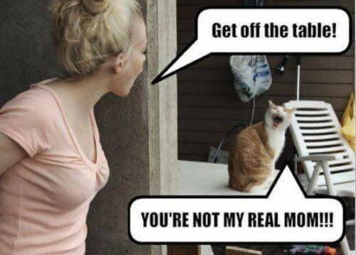 upload_2024-4-28_11-53-12.png