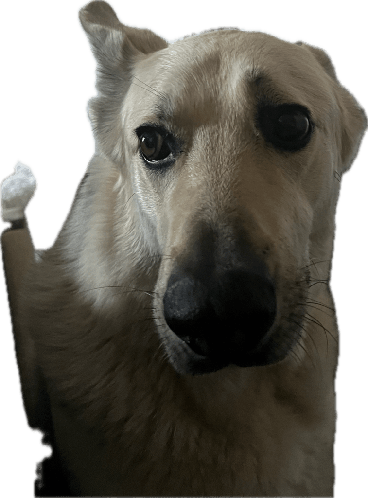 upload_2025-4-19_7-42-32.png