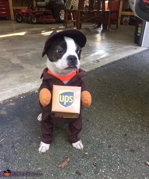 ups_dog3.jpg