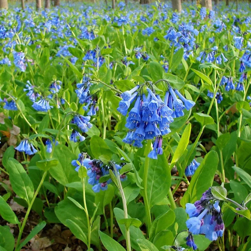 VA bluebell.jpg