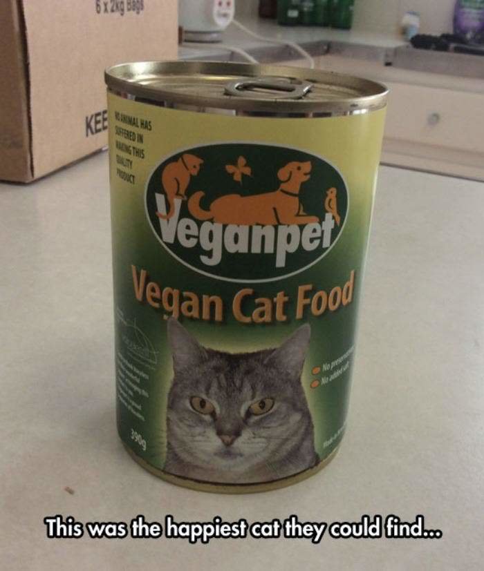 Vegan-cat-food.jpg