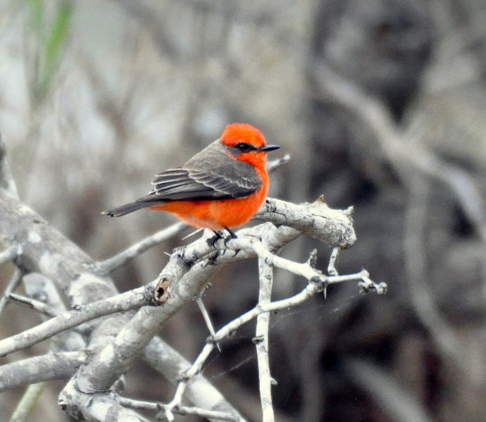 Vermillion flycatcher.jpg