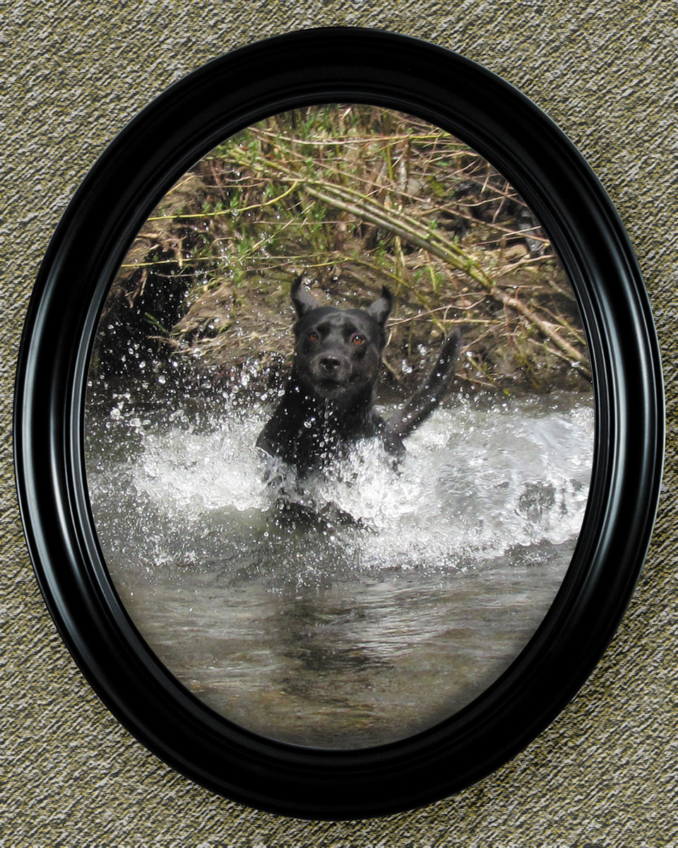 very-happy-dog.jpg
